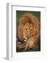 Male Lion (Panthera Leo) with Cub, Masai Mara National Reserve, Kenya-Anup Shah-Framed Photographic Print