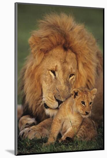 Male Lion (Panthera Leo) with Cub, Masai Mara National Reserve, Kenya-Anup Shah-Mounted Photographic Print