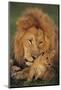 Male Lion (Panthera Leo) with Cub, Masai Mara National Reserve, Kenya-Anup Shah-Mounted Photographic Print