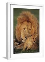 Male Lion (Panthera Leo) with Cub, Masai Mara National Reserve, Kenya-Anup Shah-Framed Photographic Print