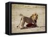 Male Lion (Panthera Leo), with Gnu Carcass, Masai Mara National Reserve, Kenya, East Africa, Africa-James Hager-Framed Stretched Canvas