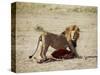 Male Lion (Panthera Leo), with Gnu Carcass, Masai Mara National Reserve, Kenya, East Africa, Africa-James Hager-Stretched Canvas