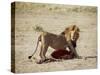 Male Lion (Panthera Leo), with Gnu Carcass, Masai Mara National Reserve, Kenya, East Africa, Africa-James Hager-Stretched Canvas