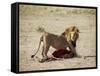 Male Lion (Panthera Leo), with Gnu Carcass, Masai Mara National Reserve, Kenya, East Africa, Africa-James Hager-Framed Stretched Canvas