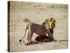 Male Lion (Panthera Leo), with Gnu Carcass, Masai Mara National Reserve, Kenya, East Africa, Africa-James Hager-Stretched Canvas