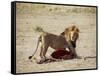 Male Lion (Panthera Leo), with Gnu Carcass, Masai Mara National Reserve, Kenya, East Africa, Africa-James Hager-Framed Stretched Canvas