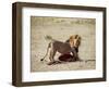 Male Lion (Panthera Leo), with Gnu Carcass, Masai Mara National Reserve, Kenya, East Africa, Africa-James Hager-Framed Photographic Print
