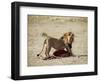 Male Lion (Panthera Leo), with Gnu Carcass, Masai Mara National Reserve, Kenya, East Africa, Africa-James Hager-Framed Photographic Print