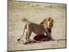 Male Lion (Panthera Leo), with Gnu Carcass, Masai Mara National Reserve, Kenya, East Africa, Africa-James Hager-Mounted Photographic Print