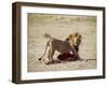 Male Lion (Panthera Leo), with Gnu Carcass, Masai Mara National Reserve, Kenya, East Africa, Africa-James Hager-Framed Photographic Print