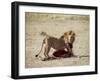 Male Lion (Panthera Leo), with Gnu Carcass, Masai Mara National Reserve, Kenya, East Africa, Africa-James Hager-Framed Photographic Print