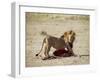 Male Lion (Panthera Leo), with Gnu Carcass, Masai Mara National Reserve, Kenya, East Africa, Africa-James Hager-Framed Photographic Print