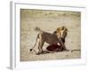 Male Lion (Panthera Leo), with Gnu Carcass, Masai Mara National Reserve, Kenya, East Africa, Africa-James Hager-Framed Photographic Print