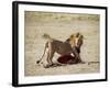 Male Lion (Panthera Leo), with Gnu Carcass, Masai Mara National Reserve, Kenya, East Africa, Africa-James Hager-Framed Photographic Print