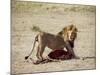 Male Lion (Panthera Leo), with Gnu Carcass, Masai Mara National Reserve, Kenya, East Africa, Africa-James Hager-Mounted Photographic Print