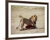 Male Lion (Panthera Leo), with Gnu Carcass, Masai Mara National Reserve, Kenya, East Africa, Africa-James Hager-Framed Photographic Print