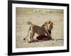 Male Lion (Panthera Leo), with Gnu Carcass, Masai Mara National Reserve, Kenya, East Africa, Africa-James Hager-Framed Photographic Print