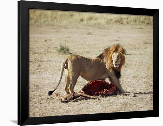 Male Lion (Panthera Leo), with Gnu Carcass, Masai Mara National Reserve, Kenya, East Africa, Africa-James Hager-Framed Photographic Print