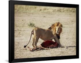 Male Lion (Panthera Leo), with Gnu Carcass, Masai Mara National Reserve, Kenya, East Africa, Africa-James Hager-Framed Photographic Print