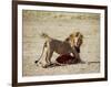 Male Lion (Panthera Leo), with Gnu Carcass, Masai Mara National Reserve, Kenya, East Africa, Africa-James Hager-Framed Photographic Print