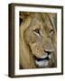 Male Lion (Panthero Leo), Kruger National Park, South Africa, Africa-Steve & Ann Toon-Framed Photographic Print