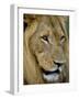 Male Lion (Panthero Leo), Kruger National Park, South Africa, Africa-Steve & Ann Toon-Framed Photographic Print