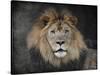 Male Lion Portrait 1-Jai Johnson-Stretched Canvas