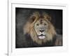 Male Lion Portrait 1-Jai Johnson-Framed Giclee Print