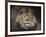 Male Lion Portrait 1-Jai Johnson-Framed Giclee Print