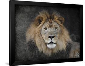 Male Lion Portrait 1-Jai Johnson-Framed Giclee Print
