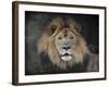 Male Lion Portrait 1-Jai Johnson-Framed Giclee Print