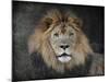 Male Lion Portrait 1-Jai Johnson-Mounted Giclee Print