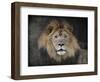 Male Lion Portrait 1-Jai Johnson-Framed Giclee Print