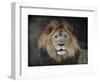 Male Lion Portrait 1-Jai Johnson-Framed Giclee Print