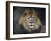 Male Lion Portrait 1-Jai Johnson-Framed Giclee Print