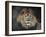 Male Lion Portrait 1-Jai Johnson-Framed Giclee Print