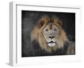 Male Lion Portrait 1-Jai Johnson-Framed Giclee Print