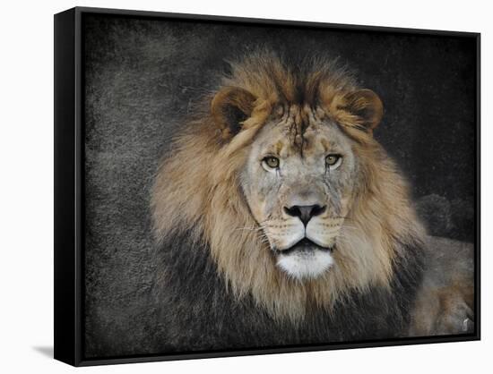 Male Lion Portrait 1-Jai Johnson-Framed Stretched Canvas
