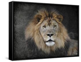 Male Lion Portrait 1-Jai Johnson-Framed Stretched Canvas