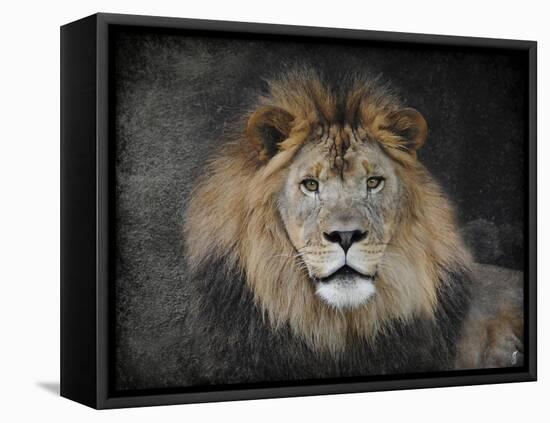 Male Lion Portrait 1-Jai Johnson-Framed Stretched Canvas