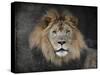 Male Lion Portrait 1-Jai Johnson-Stretched Canvas