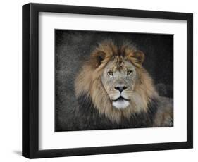 Male Lion Portrait 1-Jai Johnson-Framed Premium Giclee Print