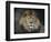 Male Lion Portrait 1-Jai Johnson-Framed Premium Giclee Print