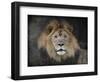 Male Lion Portrait 1-Jai Johnson-Framed Premium Giclee Print