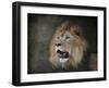 Male Lion Portrait 2-Jai Johnson-Framed Giclee Print