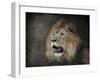 Male Lion Portrait 2-Jai Johnson-Framed Giclee Print