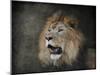 Male Lion Portrait 2-Jai Johnson-Mounted Giclee Print