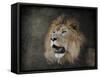 Male Lion Portrait 2-Jai Johnson-Framed Stretched Canvas