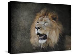 Male Lion Portrait 2-Jai Johnson-Stretched Canvas