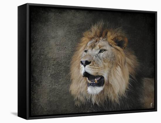 Male Lion Portrait 2-Jai Johnson-Framed Stretched Canvas